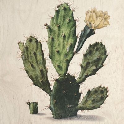 Kruk Rijk Metaal Cactus