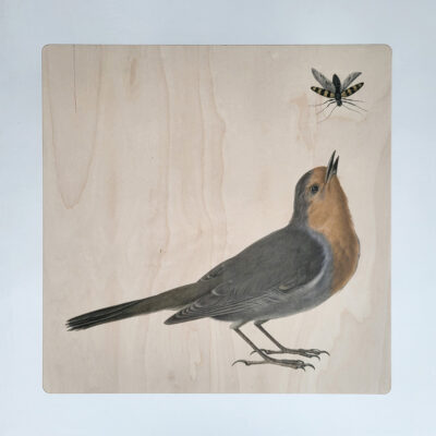 Roodborstje Afbeelding