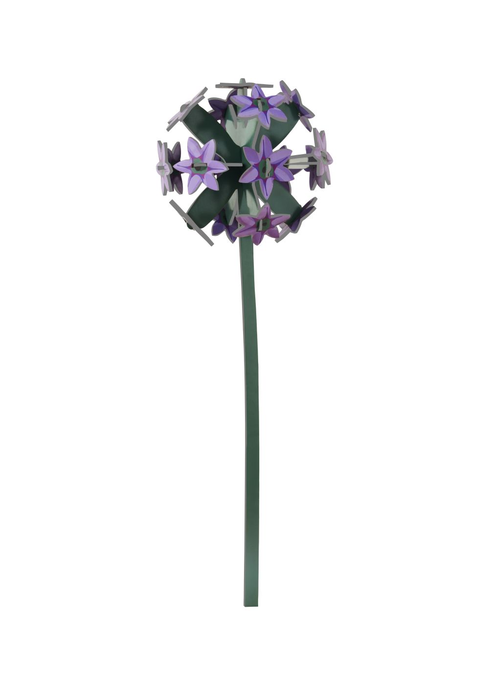 ALLIUM_PRODUCT-PICTURE