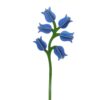 CAMPANULA_PRODUCT-PICTURE