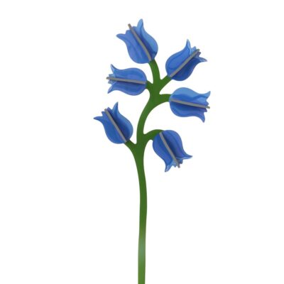 CAMPANULA_PRODUCT-PICTURE
