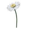 DAISY_PRODUCT-PICTURE