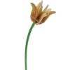 YELLOW-TULIP_PRODUCT-PICTURE